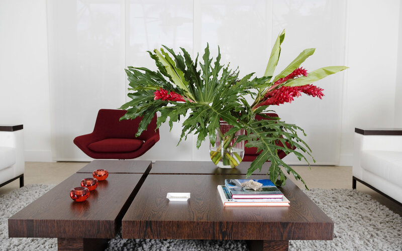 Tropical Plant in Living Room