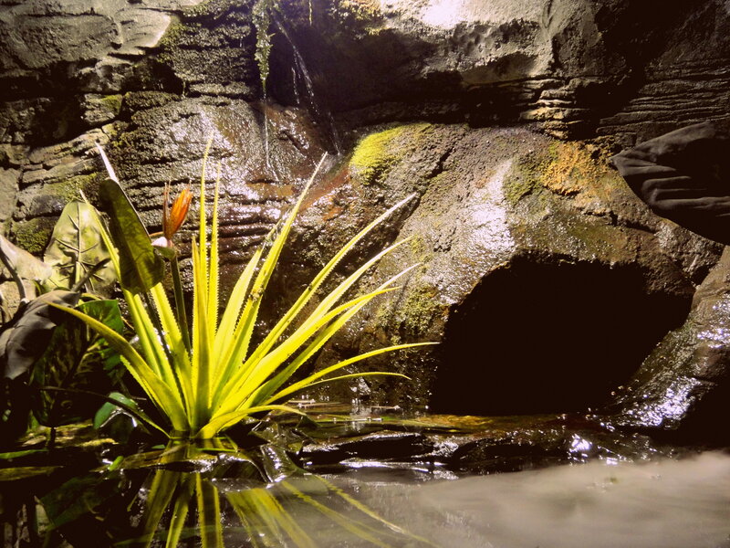 Tropical Plant in Water