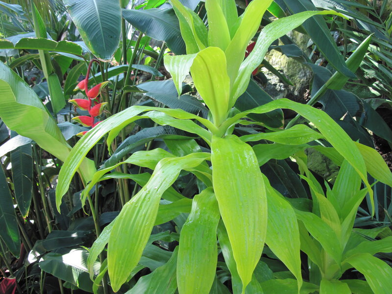 Tropical Plant with Red Flowers