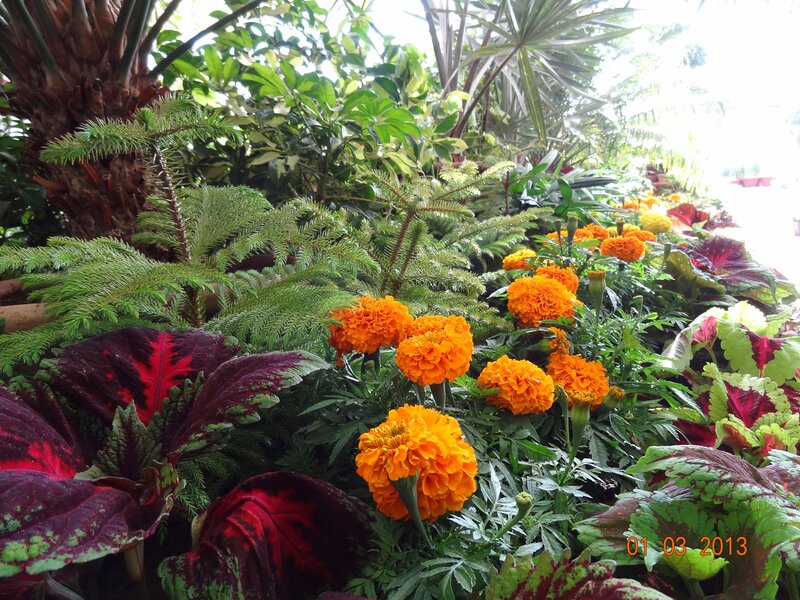 Tropical plants and marigolds