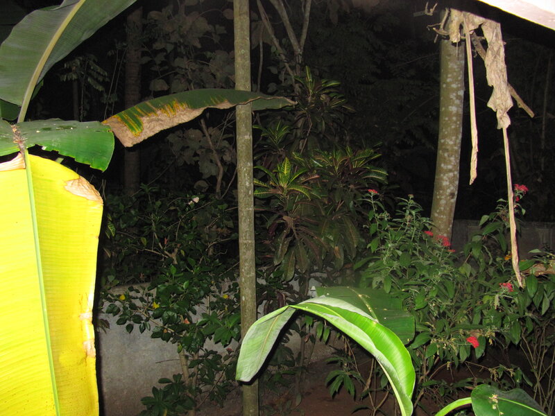 Tropical Plants at Night — Green
