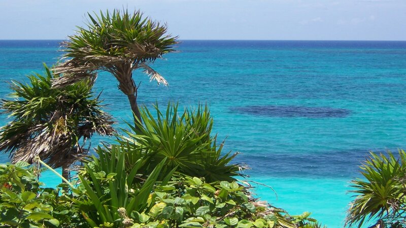 Tropical Plants by Ocean — Blue, Serene, Afternoon, Photograph, Sky