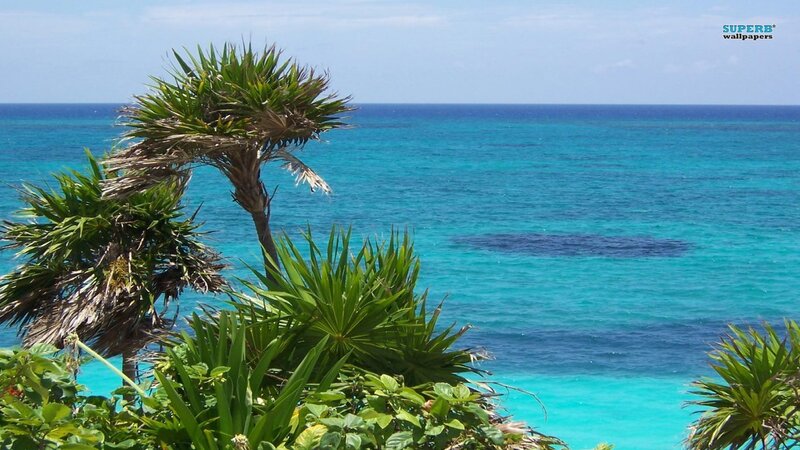 Tropical Plants by Ocean — Blue, Serene, Afternoon