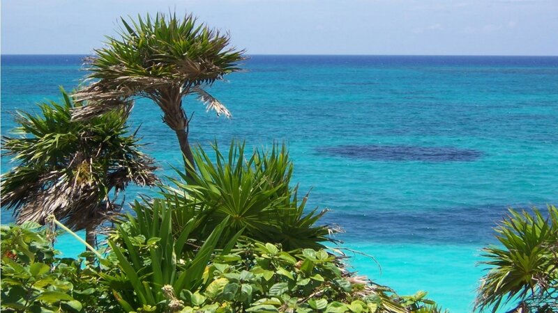 Tropical Plants by Ocean — Blue