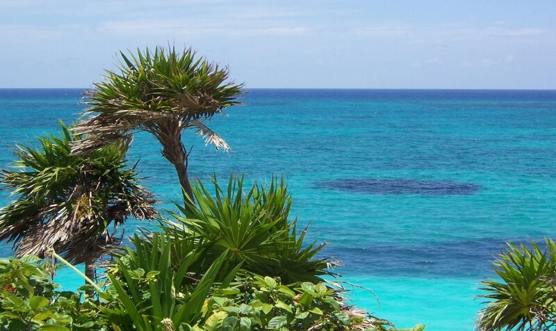 Tropical Plants by Ocean