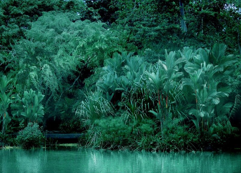 Tropical Plants by Water — Green, Serene