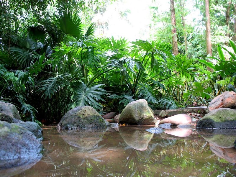 Tropical Plants by Water