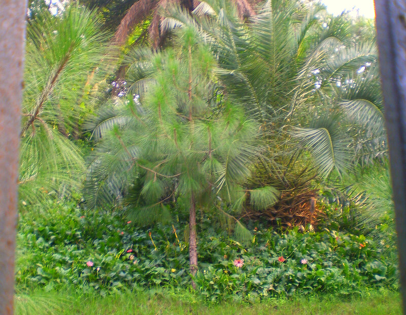 tropical plants in a garden