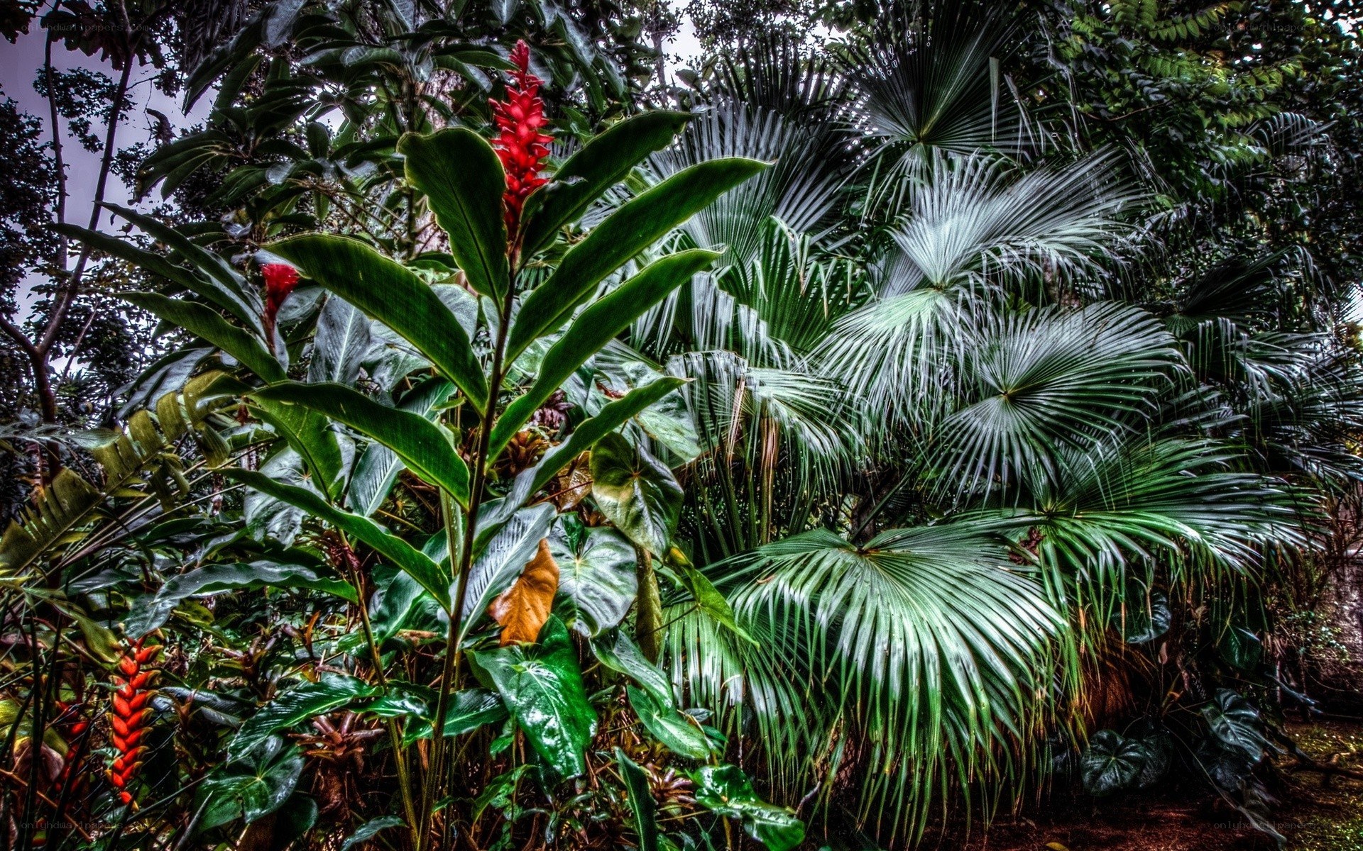 tropical plants in a lush forest