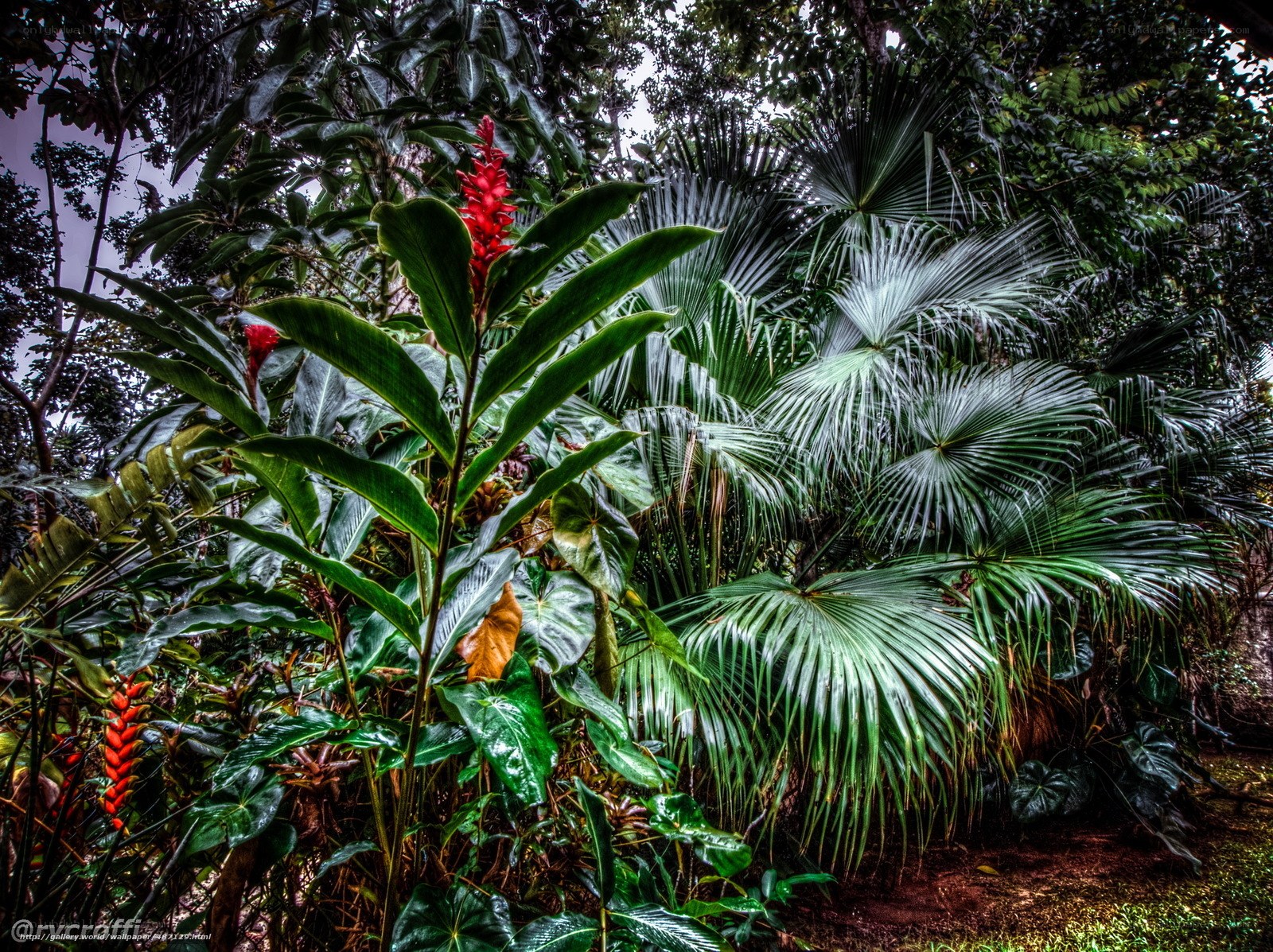 Tropical plants in a lush forest