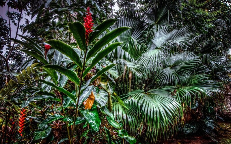 Tropical Plants in Forest — Green, Lush, Photograph