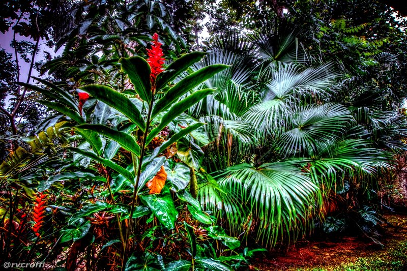 Tropical Plants in Forest — Green, Lush