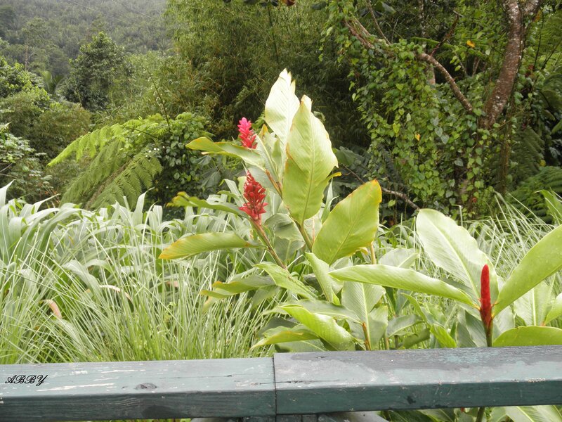 Tropical Plants in Forest — Green
