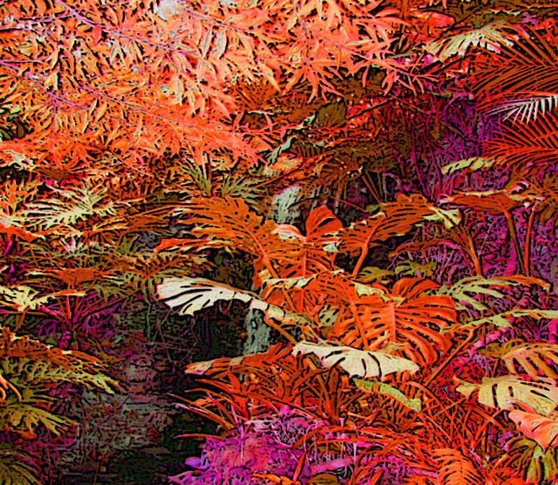 Tropical Plants in Forest