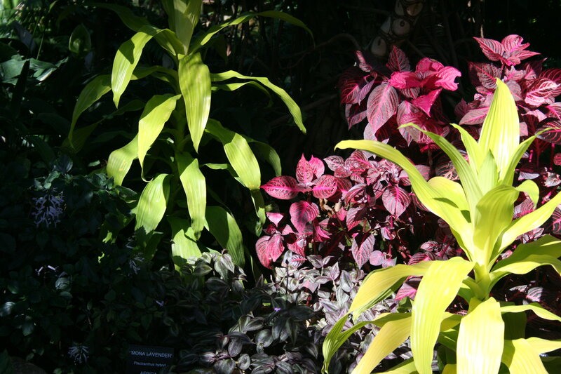 Tropical Plants in Garden — Green, Dramatic