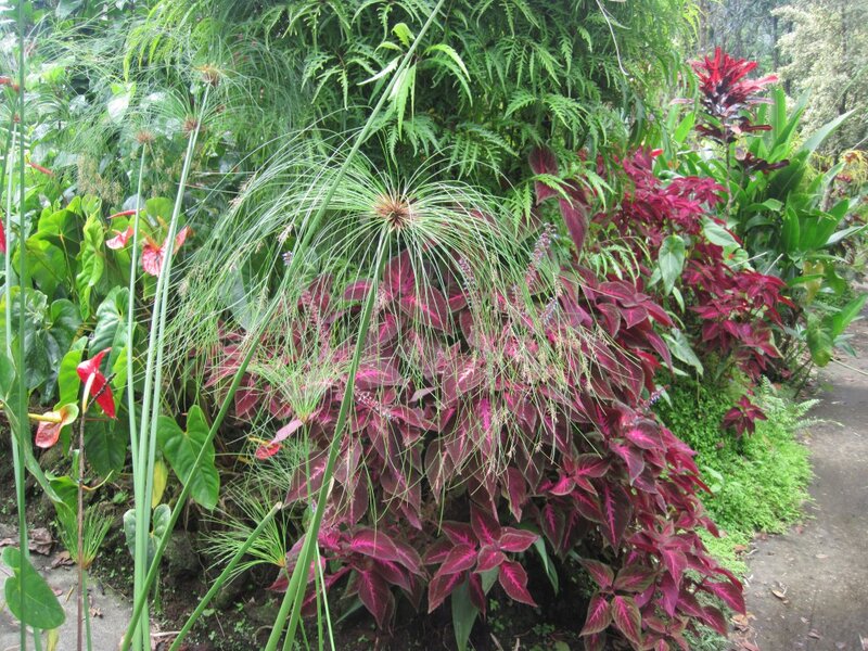 Tropical Plants in Garden — Green, Lush, Photograph