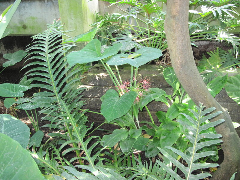Tropical Plants in Garden — Green, Lush