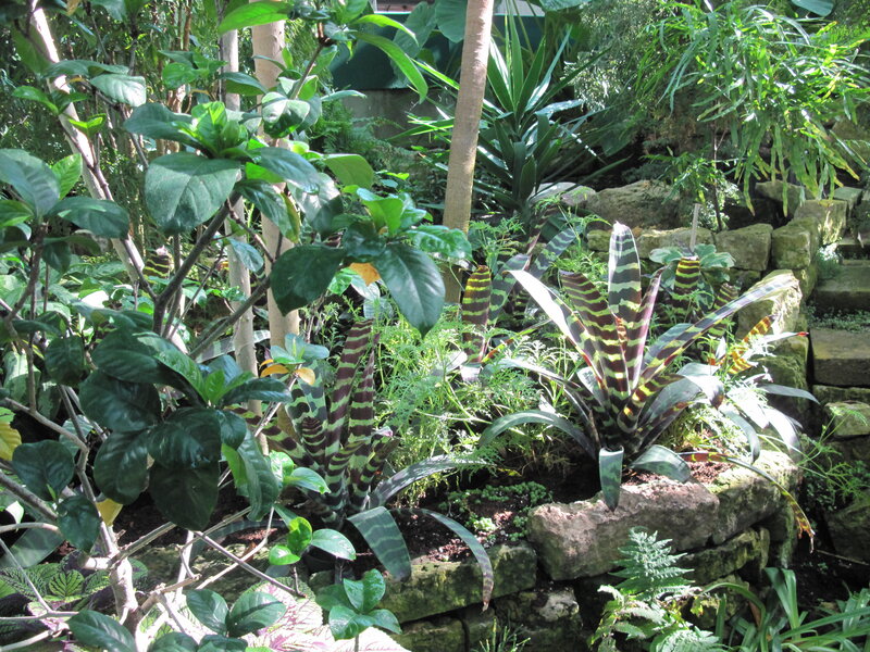 Tropical Plants in Garden — Green
