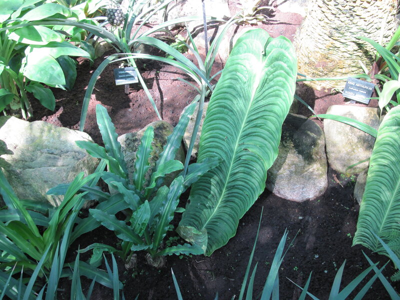 Tropical Plants in Garden