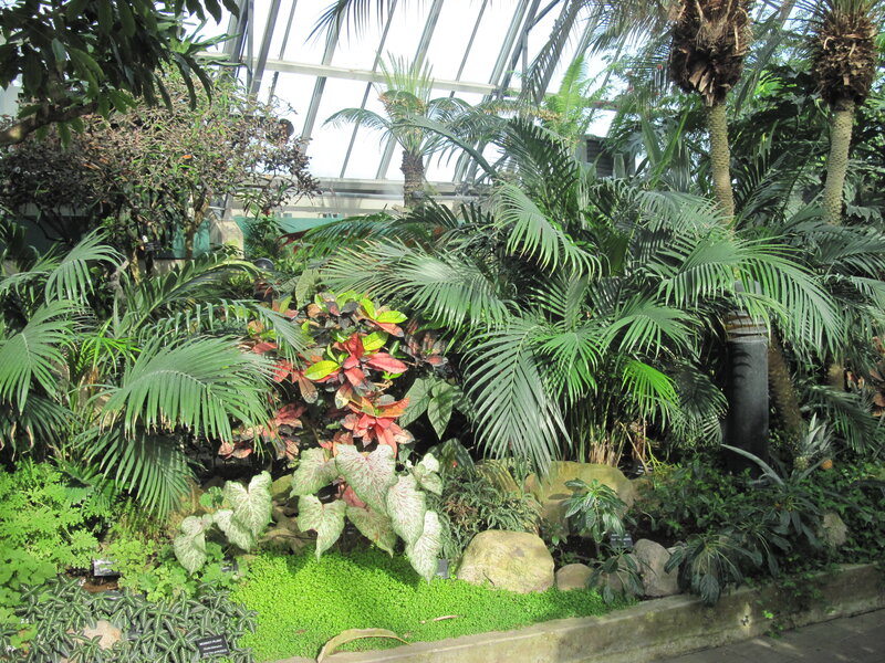 Tropical Plants in Greenhouse — Green, Lush, Afternoon