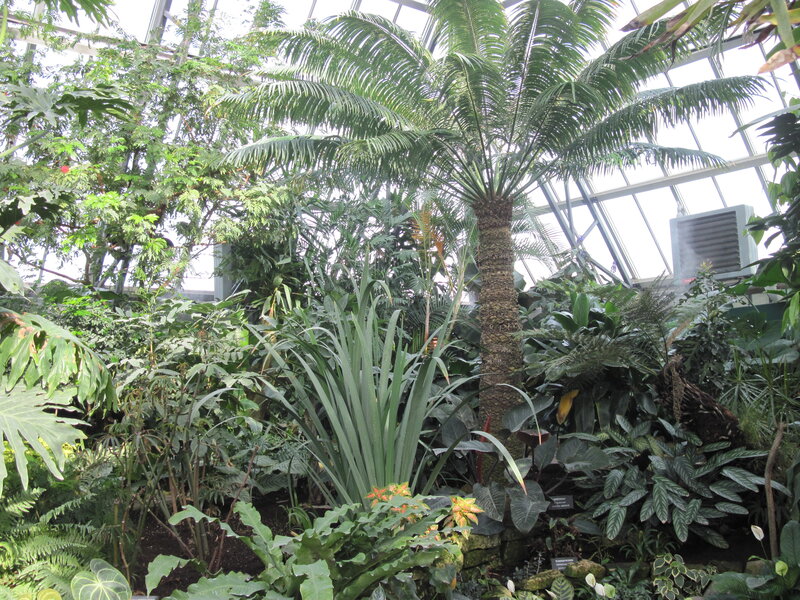 Tropical Plants in Greenhouse — Green, Lush, Photograph