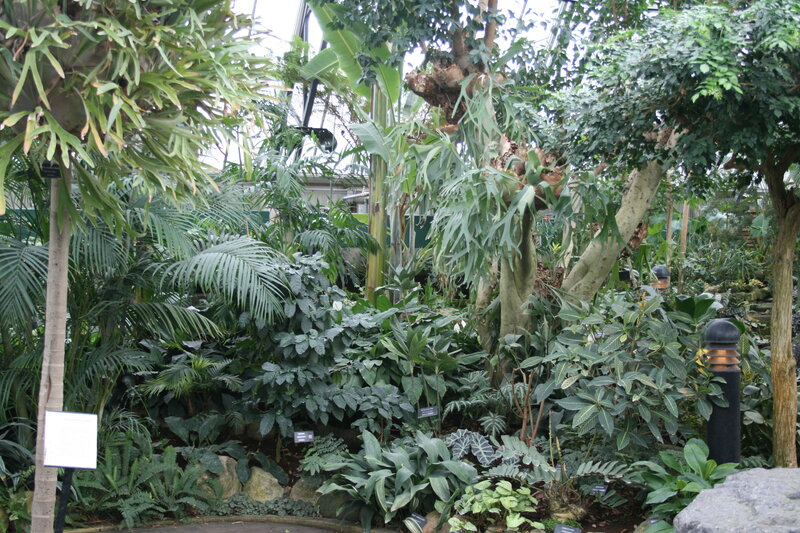 Tropical Plants in Greenhouse — Green, Lush
