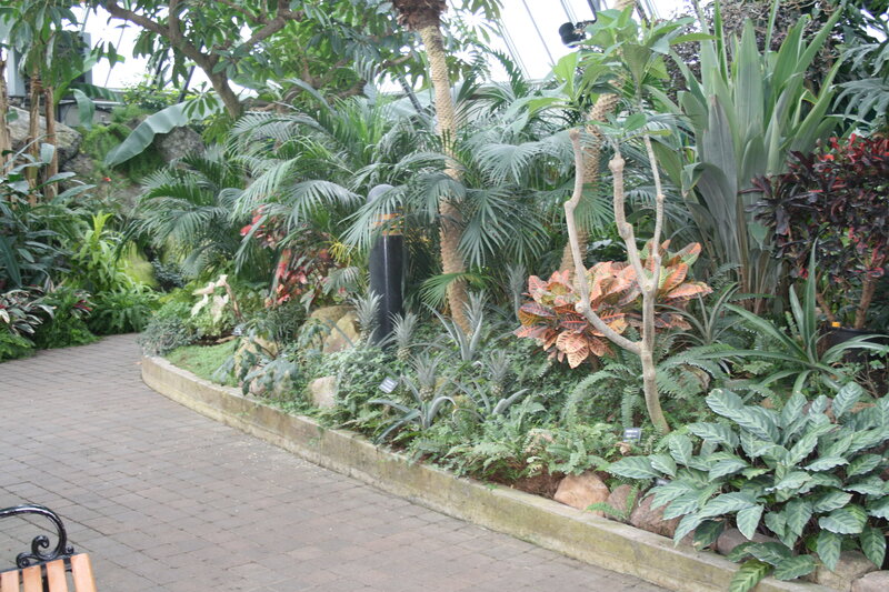 Tropical Plants in Greenhouse — Green, Serene, Afternoon