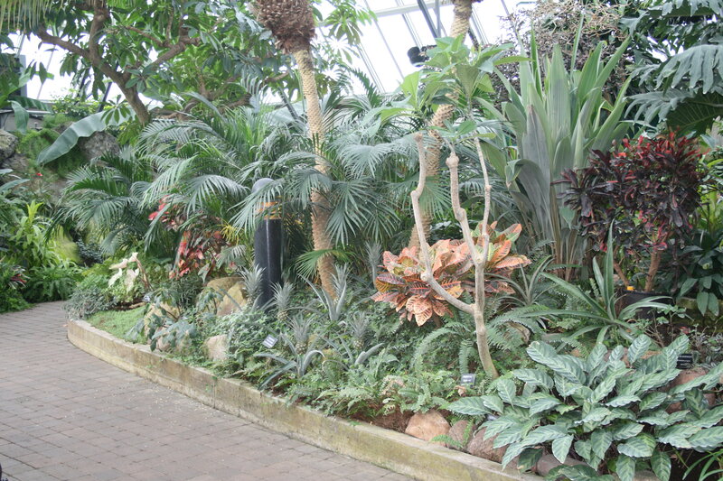 Tropical Plants in Greenhouse — Green, Serene, Photograph
