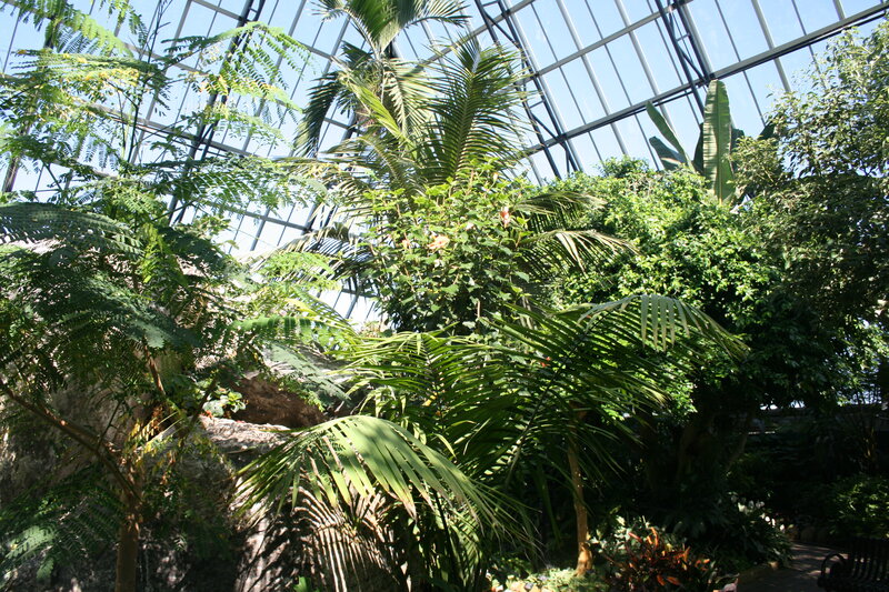 Tropical Plants in Greenhouse — Green, Serene