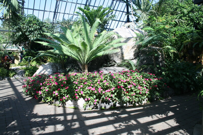 Tropical Plants in Greenhouse — Green