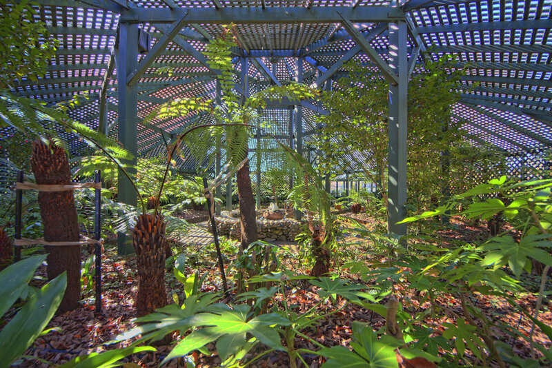 Tropical Plants in Greenhouse