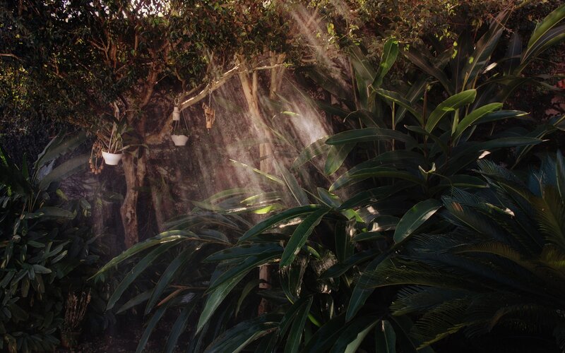 Tropical Plants in Mist — Green