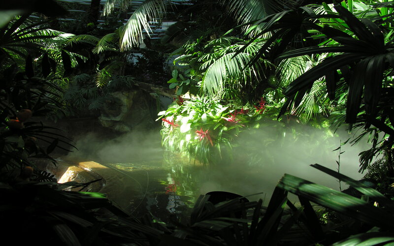 Tropical Plants in Mist