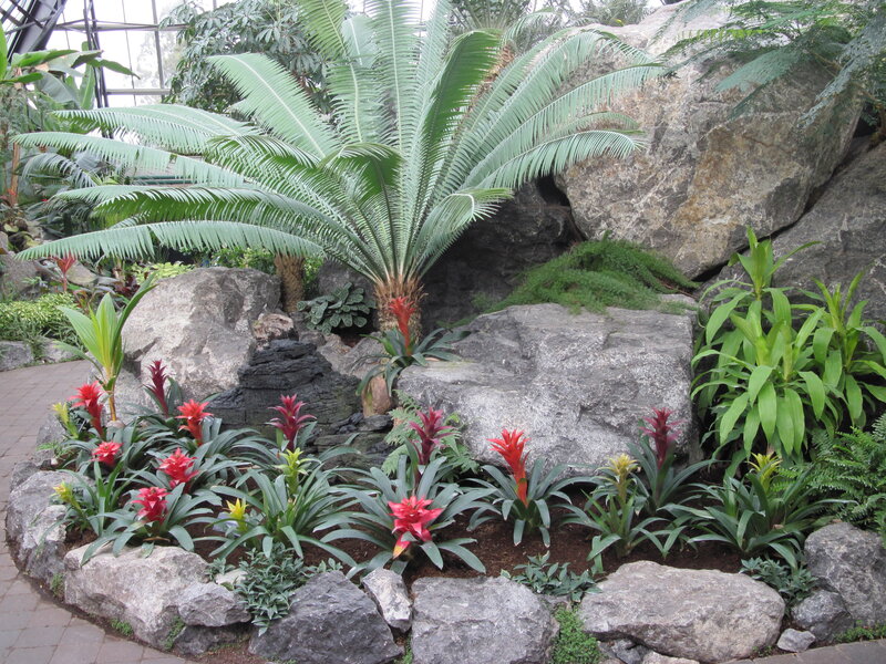 Tropical Plants in Rock Garden — Green, Serene