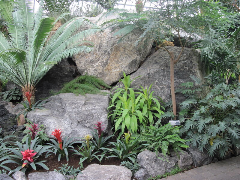 Tropical Plants in Rock Garden — Green