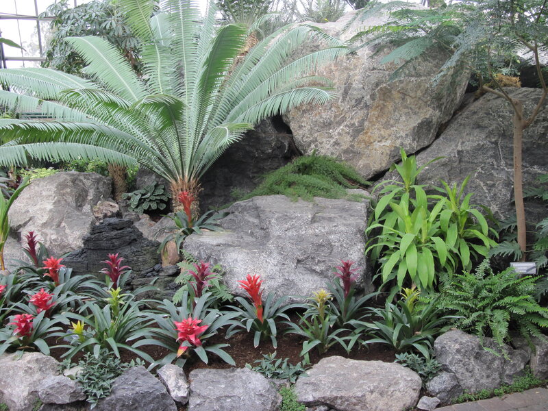 Tropical Plants in Rock Garden