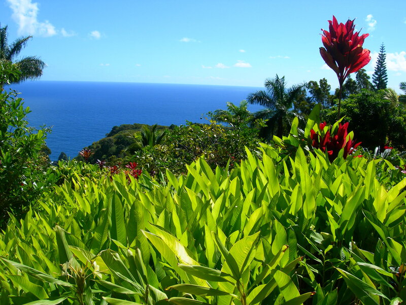 Tropical Plants Overlooking Ocean