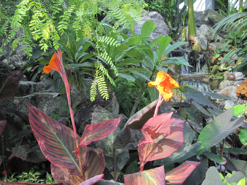 Tropical Plants with Flowers
