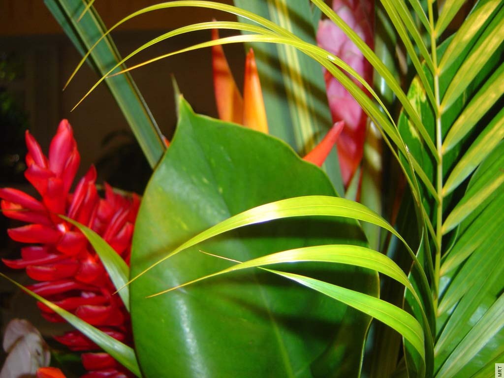 tropical plants with red flowers
