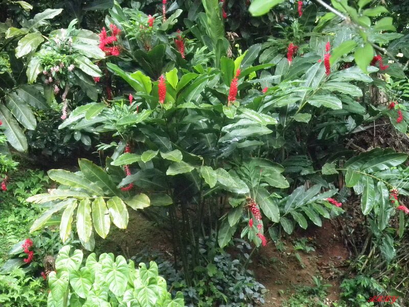 Tropical Plants with Red Flowers — Green