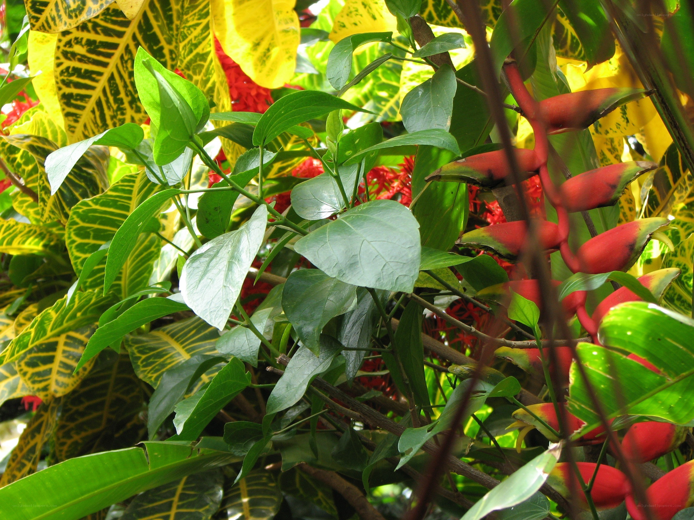 tropical plants with red flowers