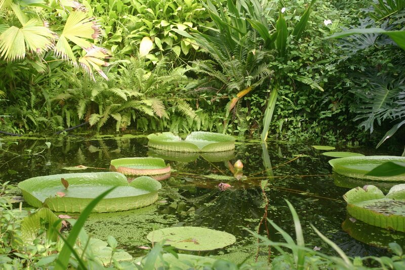Tropical pond with giant lily pads