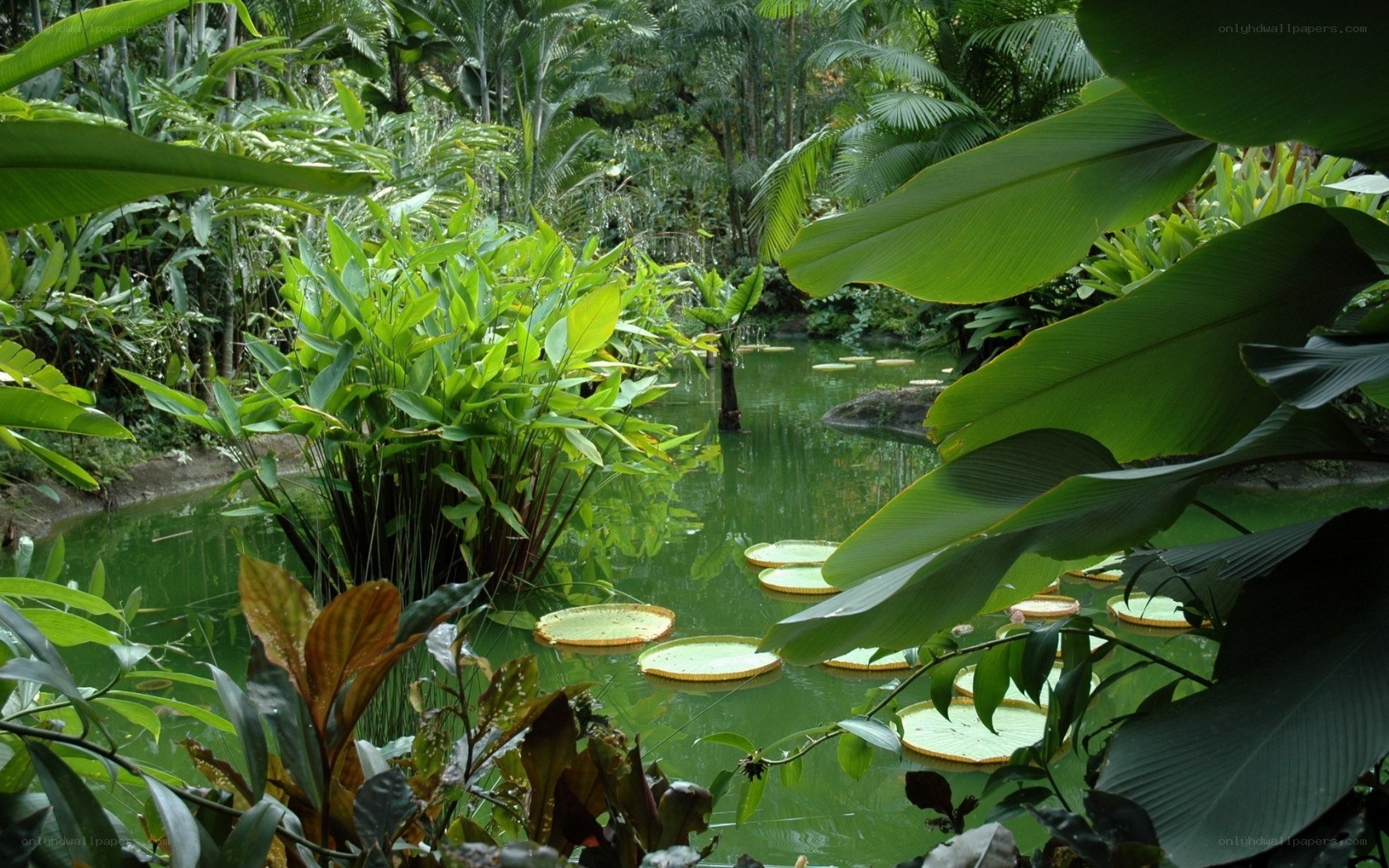 tropical pond with lily pads