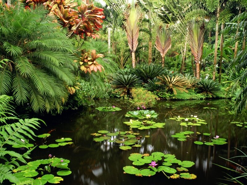 tropical pond with lily pads