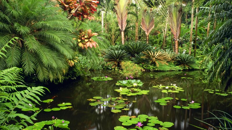 Tropical Pond with Lily Pads — Green, Serene, Afternoon, Photograph