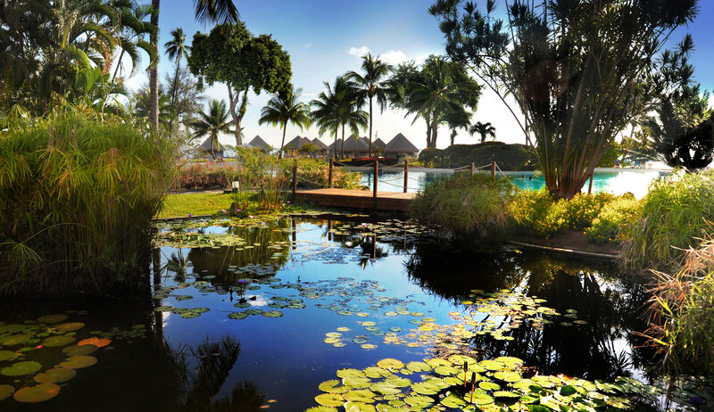 Tropical Pond with Lily Pads — Green, Serene