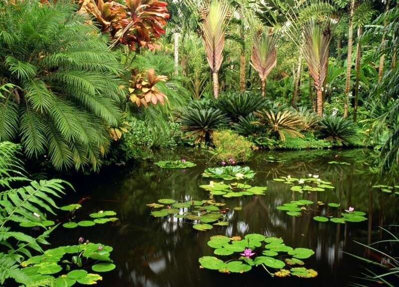 Tropical Pond with Lily Pads — Green