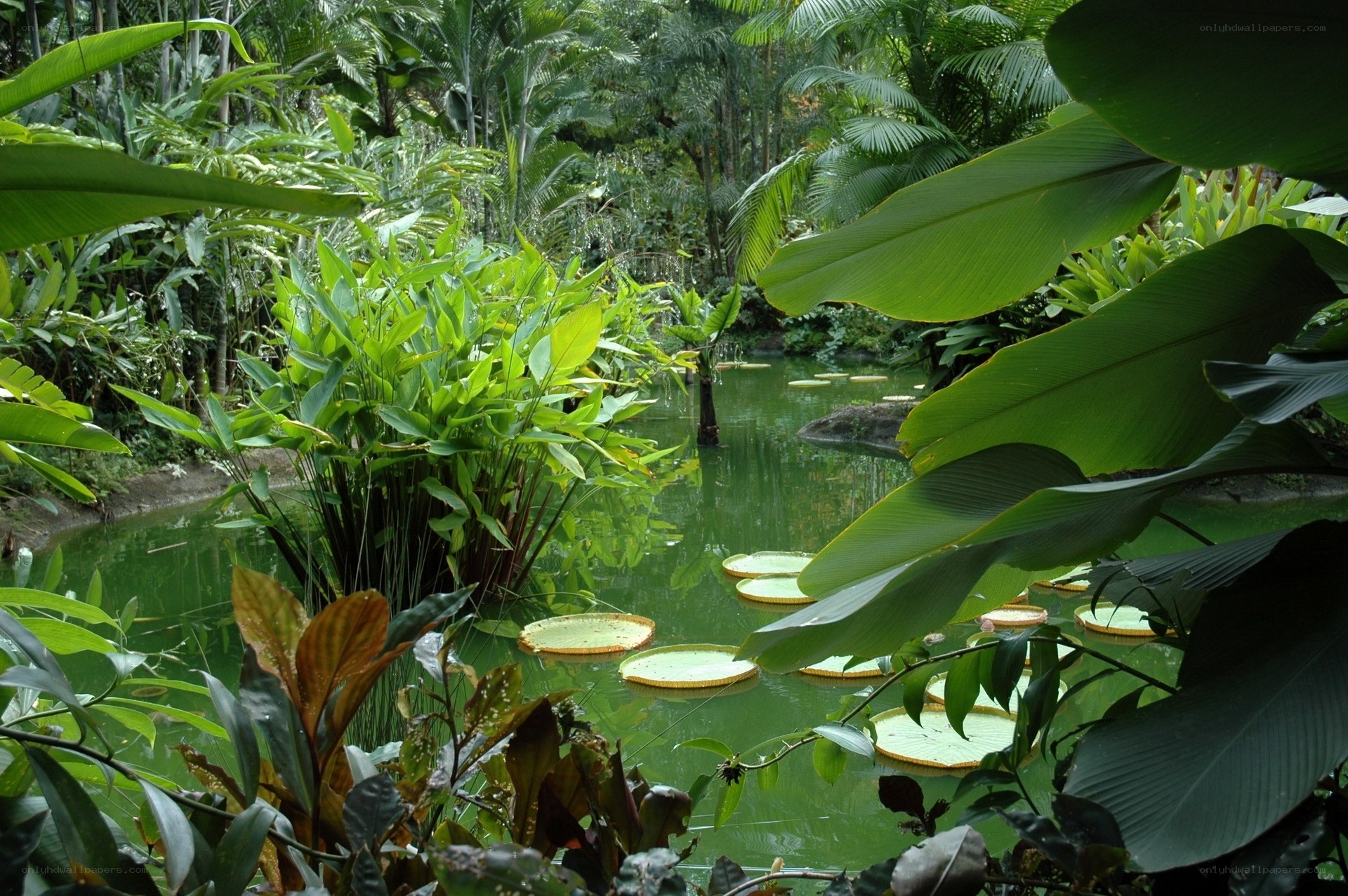 tropical pond with lily pads