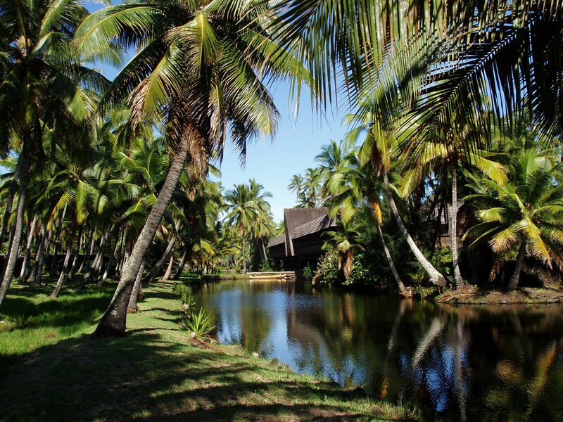 Tropical Pond with Palm Trees