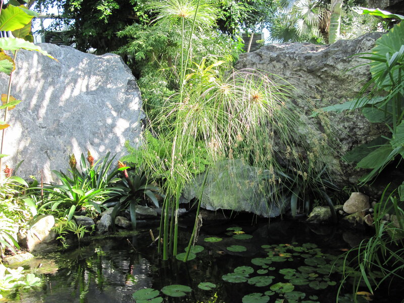 Tropical Pond with Plants